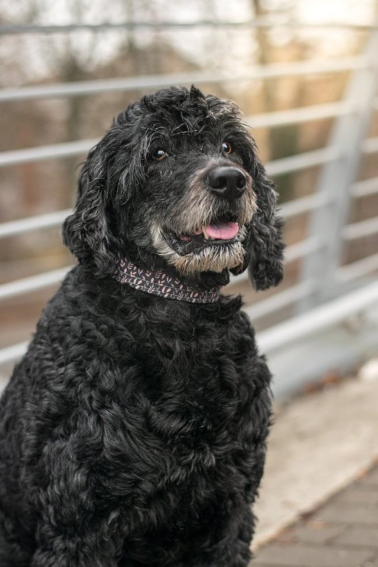 Leaf softshellový obojek s přezkou