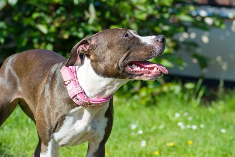 Pink reflex softshellový obojek s přezkou