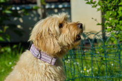 Lila sametový obojek se sponou