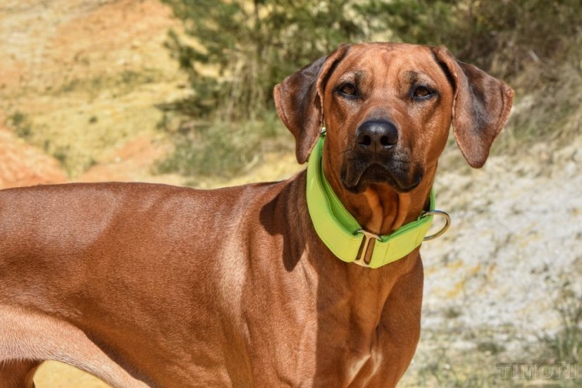 Neo yellow softshellový obojek bez zapínání