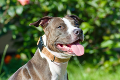 Zlatý sametový obojek se sponou