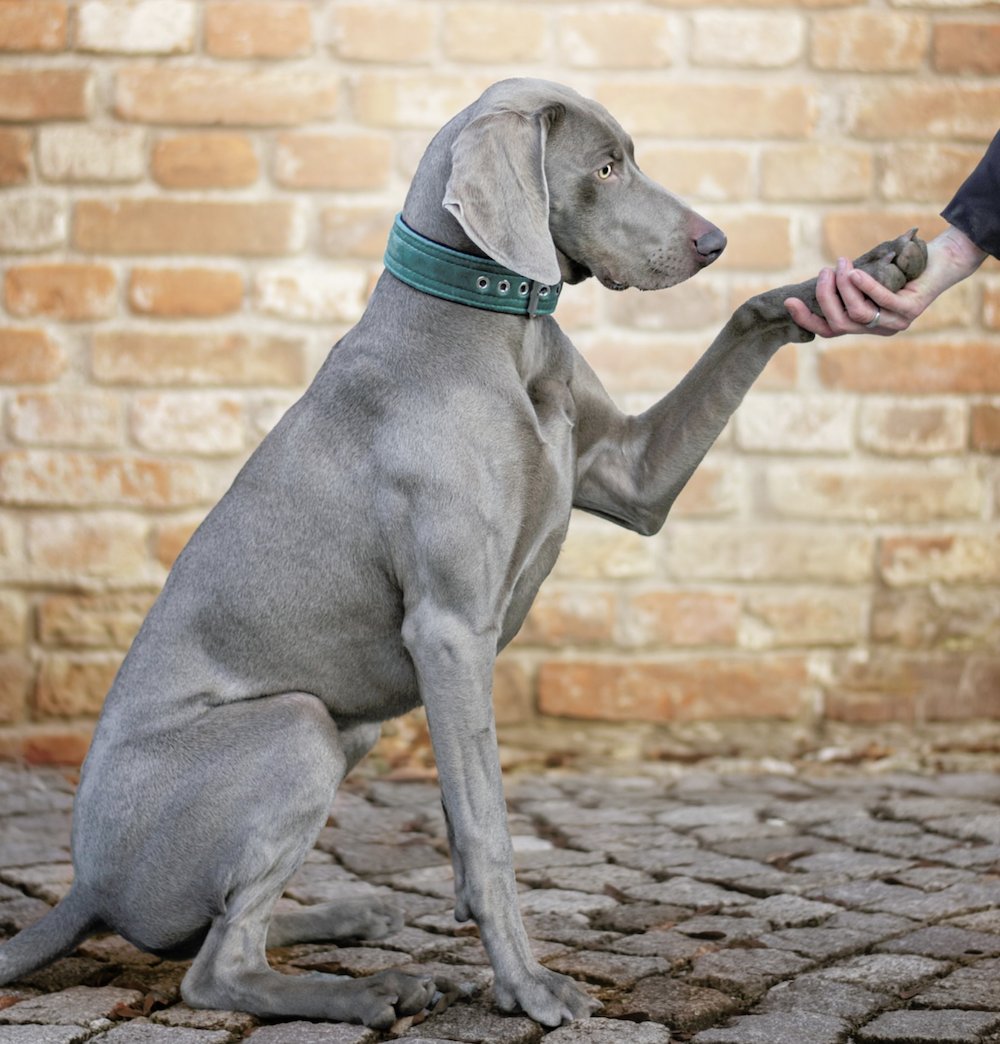 jak poznat epileptický záchvat u psa?